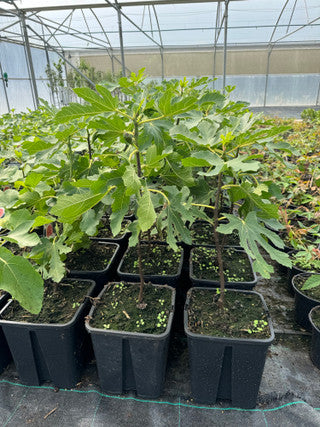 Large Fig Tree 'Brown Turkey' in a 5L Pot, Ready to Fruit, Sweet Taste