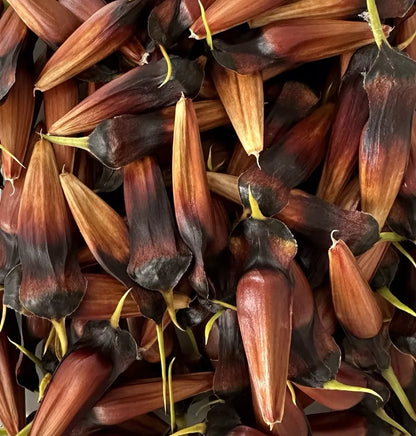 10 Monkey Puzzle Tree (Araucaria Arancana) Seeds. Fertile full viable seeds