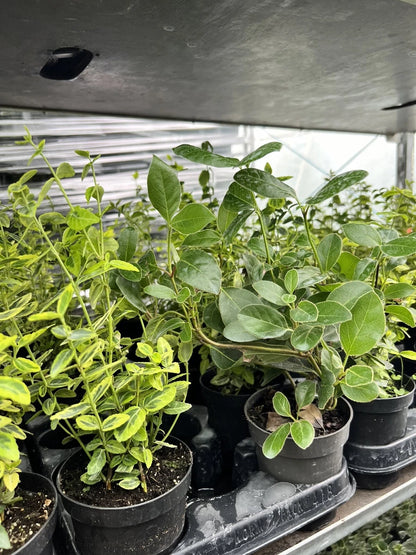 5X MIXED EVERGREEN GARDEN SHRUBS || VERY HEALTHY 9cm POTTED PLANTS , VERY CHEAP