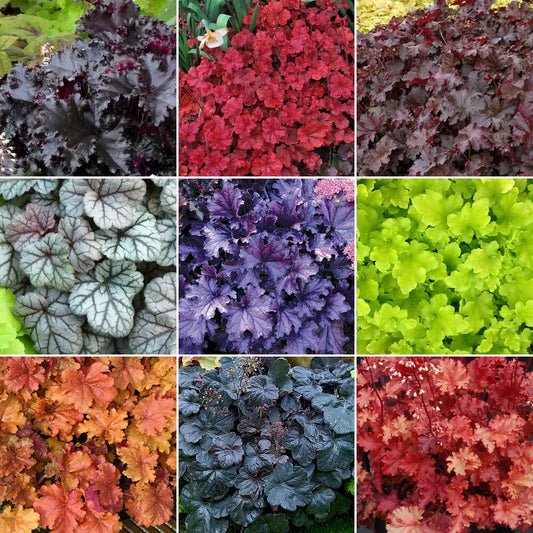 5 X Heuchera Plant Mix - High Quality Established Plants in Pots UK Grown