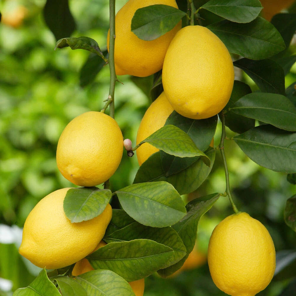 Citrus Lemon Tree, Approximately 80cm Tall in 4 Litre Pot, Citrus Fruit Tree