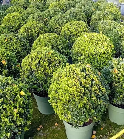 Ilex crenata 'Caroline Upright' (Japanese holly) ball 30cm