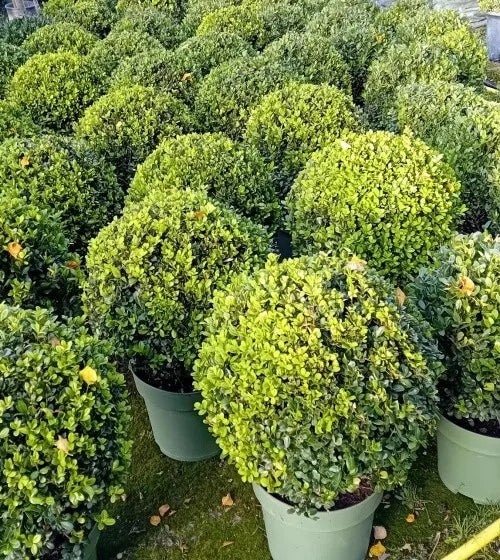 Ilex crenata 'Caroline Upright' (Japanese holly) ball 30cm
