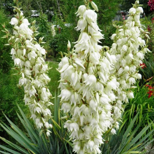 Yucca filamentosa - Adam's Needle - Plant in 2 L Pot