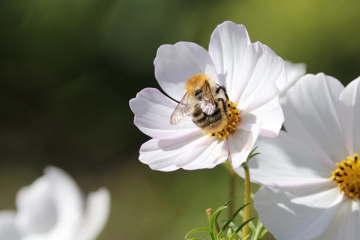 Cosmos Bipinnatus 'Sensation Mixed' Half-Hardy Annual, Superb Colour Wildflower 25g seeds