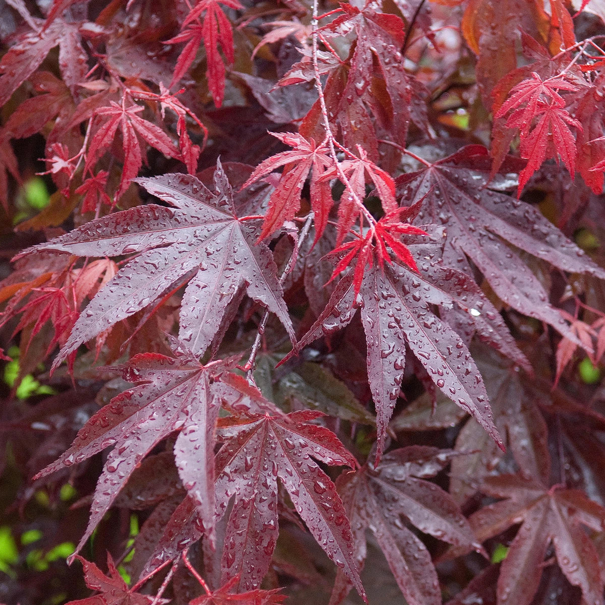 Acer palmatum 'Bloodgood' | Japanese Maple Deciduous Garden Plant Tree In Pot