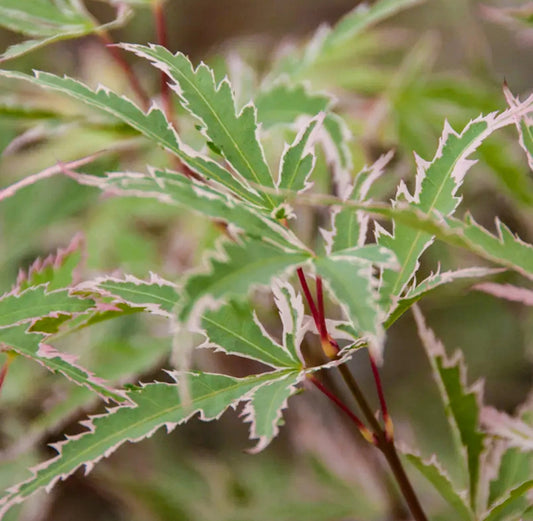 Acer palmatum Butterfly - Japanese Maple | Deciduous Garden Plant Tree in Pot