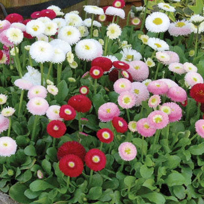 Bellis Bellissima Mixed | Hardy Garden Ready Perennial Bedding Plants 6 Pack