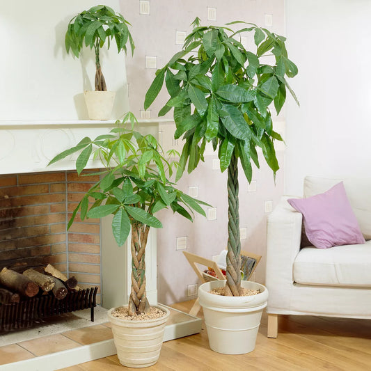 Pachira Aquatica Money Tree Evergreen Indoor House Plant for Home Office in Pot