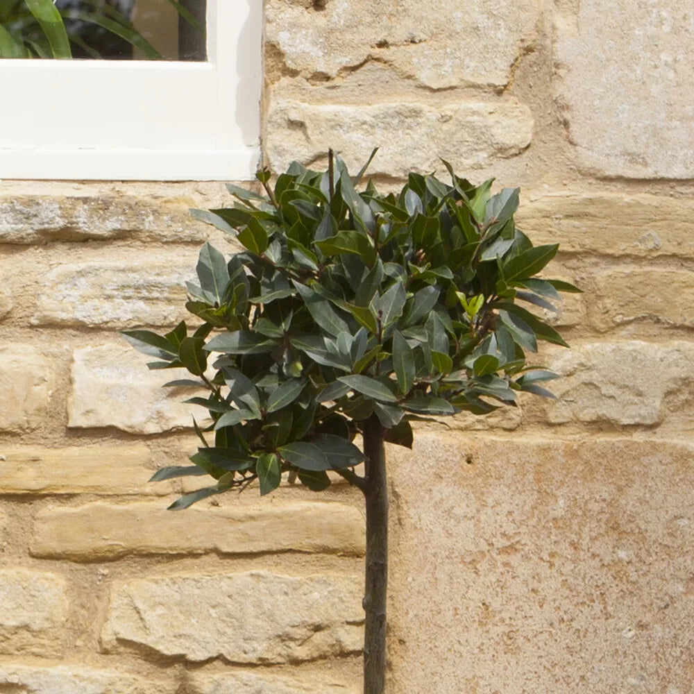 Bay Tree Standard Tree 70-80cm Tall - Edible Herb Tree for Patios and Gardens
