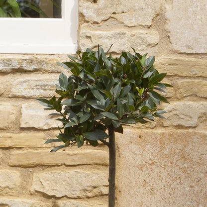 Bay Tree Standard Tree 70-80cm Tall - Edible Herb Tree for Patios and Gardens
