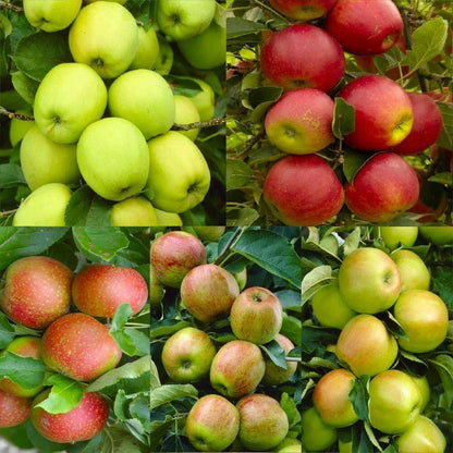 3x Apple Trees Seedlings 'Gala' Plug Plants 9cm Pot (25-30cm) Royalcart