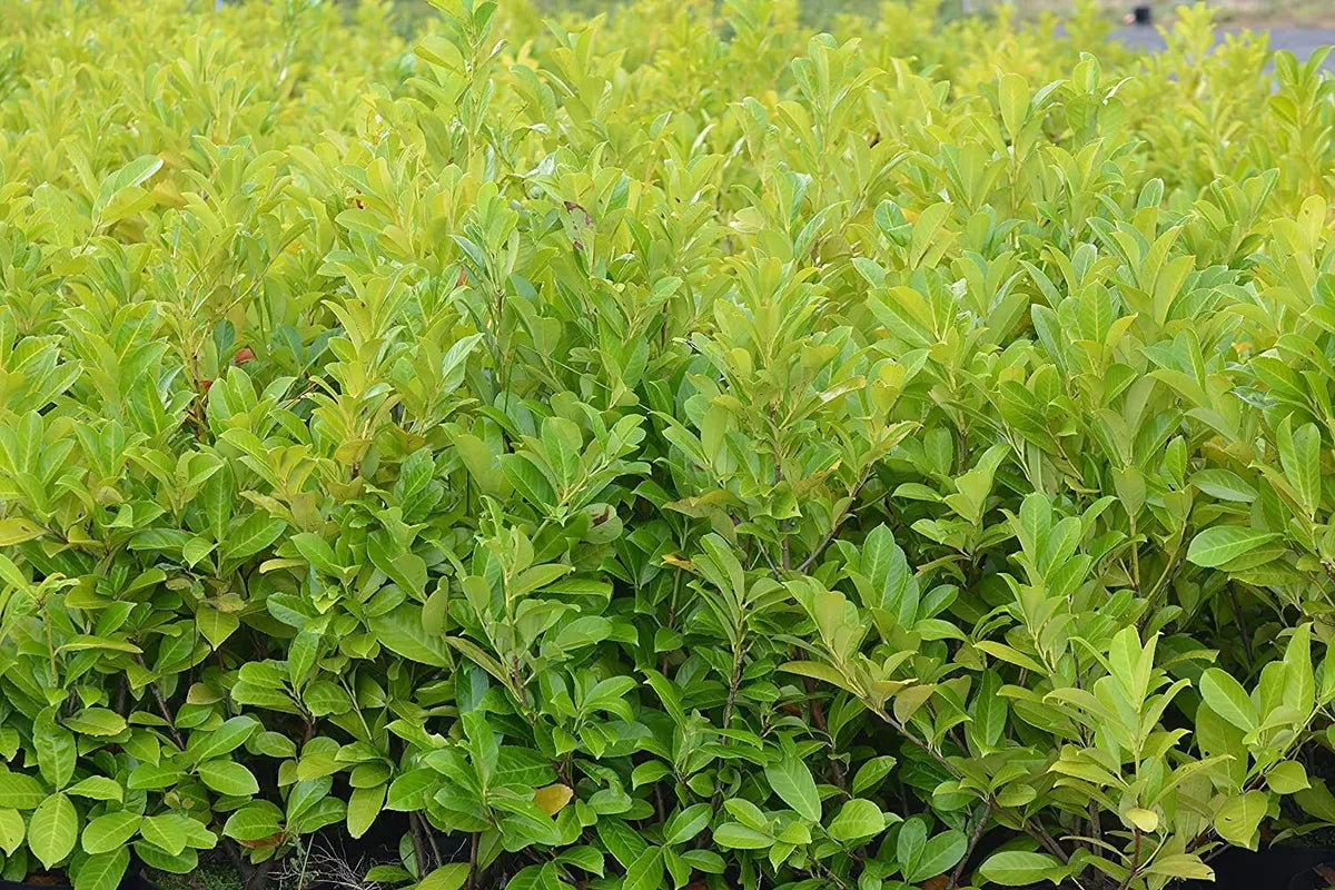 Cherry Laurel Hedging 60-90cm Evergreen Laurels for hedging. 2-3ft Royalcart