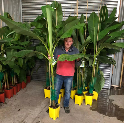 Musa Basjoo Fully Hardy Banana Fruit Tree 2-3ft Tall Large 3 Litre Pot Royalcart