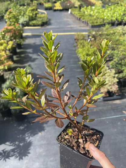 AZALEA PURPLE DIAMOND 9cm pot EVERGREEN HARDY SHRUB SLOW GROWER Royalcart