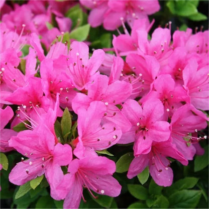 AZALEA PNK DIAMOND 9cm pot EVERGREEN HARDY SHRUB SLOW GROWER Royalcart