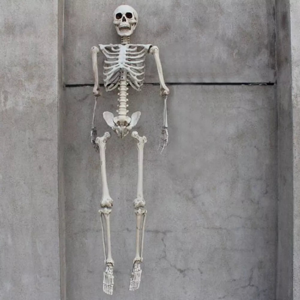 185/165/40CM Giant Life Size Human Skeleton Bones Posable Halloween Hanging Decor Royalcart