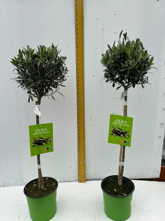 Pair of Olive trees standard Olea europaea  approx 90cm inc. pot Royalcart