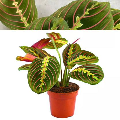Maranta Fascinator - Tricolour Prayer Plant In 12cm Pot - 20-30cm In Height