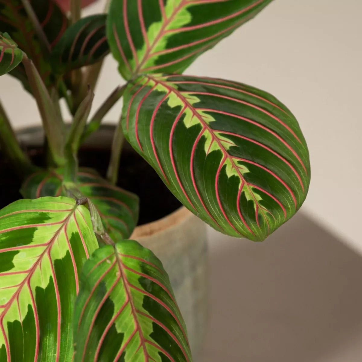 Maranta Fascinator - Tricolour Prayer Plant In 12cm Pot - 20-30cm In Height