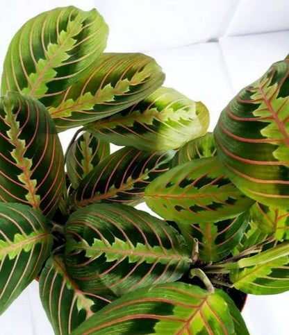 Maranta Fascinator - Tricolour Prayer Plant In 12cm Pot - 20-30cm In Height