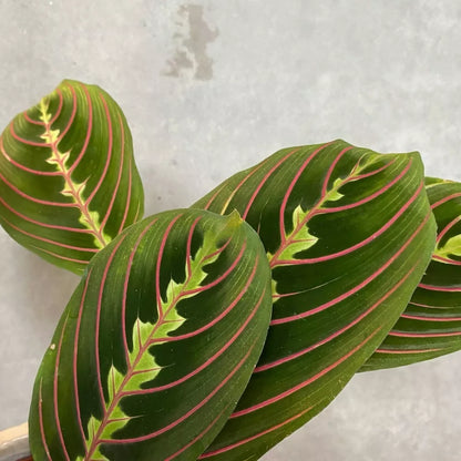 Maranta Fascinator - Tricolour Prayer Plant In 12cm Pot - 20-30cm In Height