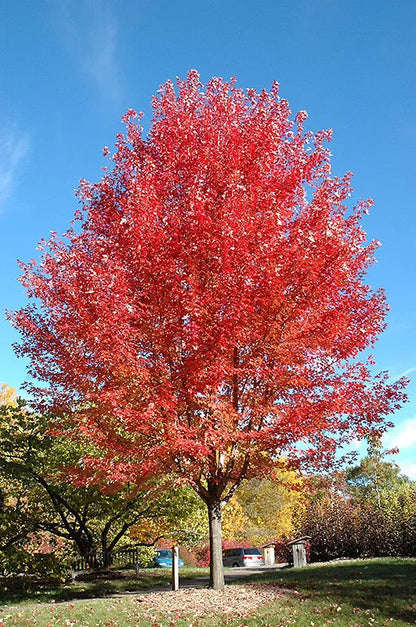 Acer x freemanii ‘Autumn Blaze’ / Freeman Maple Tree, pot grown peat free 3-4ft