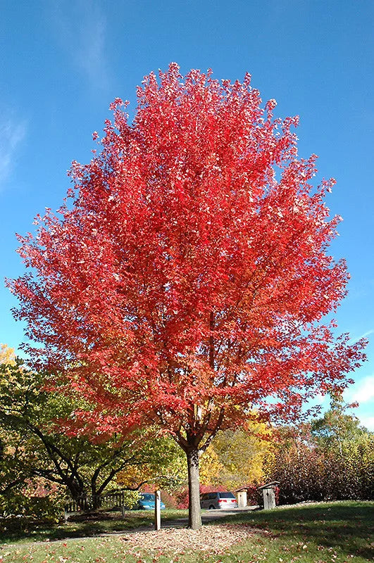 Acer x freemanii ‘Autumn Blaze’ / Freeman Maple Tree, pot grown peat free 3-4ft