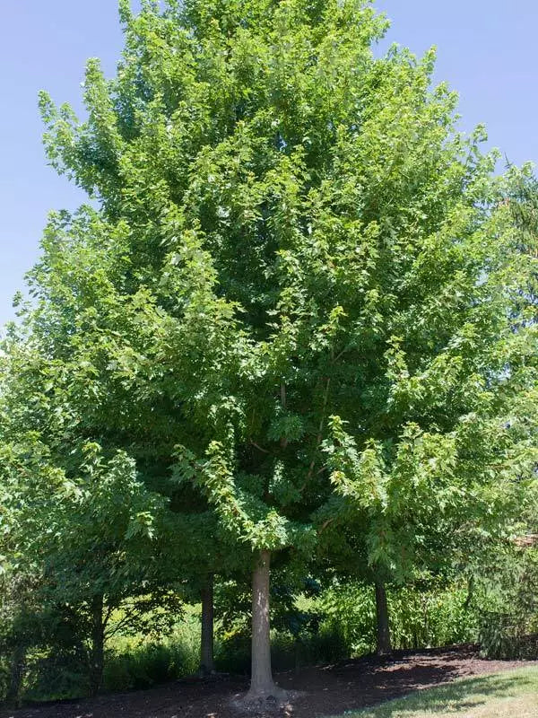 Acer x freemanii ‘Autumn Blaze’ / Freeman Maple Tree, pot grown peat free 3-4ft