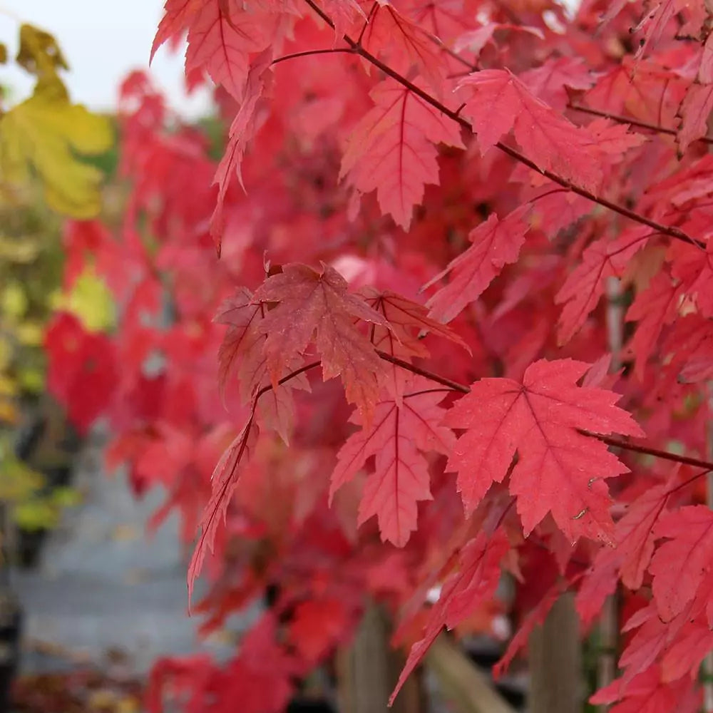 Acer x freemanii ‘Autumn Blaze’ / Freeman Maple Tree, pot grown peat free 3-4ft