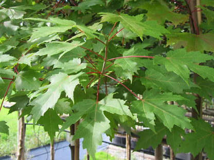 Acer x freemanii ‘Autumn Blaze’ / Freeman Maple Tree, pot grown peat free 3-4ft