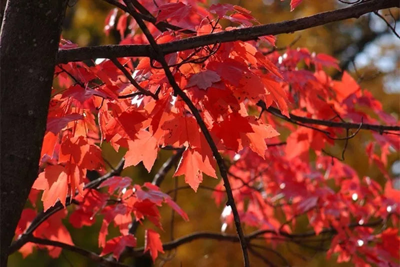 Acer x freemanii ‘Autumn Blaze’ / Freeman Maple Tree, pot grown peat free 3-4ft