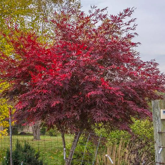 Acer palmatum Sumi Nagashi Large Outdoor Garden Ready Japanese Maple Tree in Pot