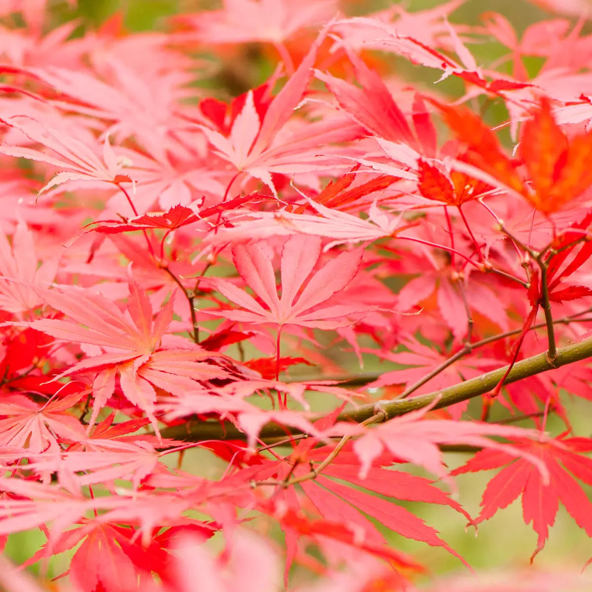 Acer palmatum Sumi Nagashi Large Outdoor Garden Ready Japanese Maple Tree in Pot