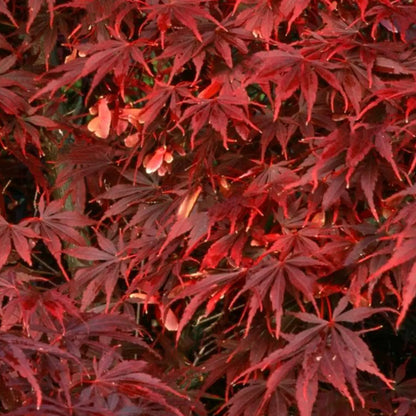 Acer palmatum Sumi Nagashi Large Outdoor Garden Ready Japanese Maple Tree in Pot