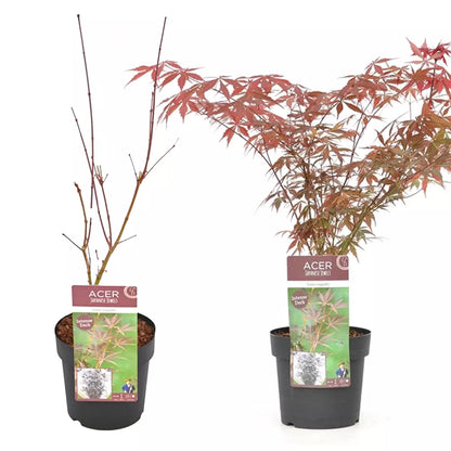 Acer palmatum Sumi Nagashi Large Outdoor Garden Ready Japanese Maple Tree in Pot