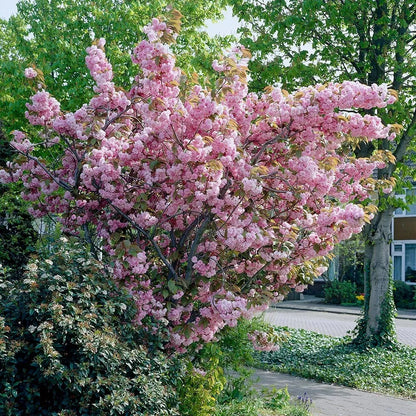 Kanzan Flowering Cherry Blossom Tree Outdoor Ornamental Prunus Bare Root 1.2m
