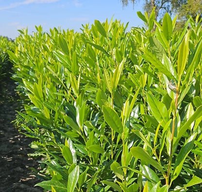 30xCherry Laurel Hedging 6ft Evergreen Plants Bare Root Multi Stem A+ Grade