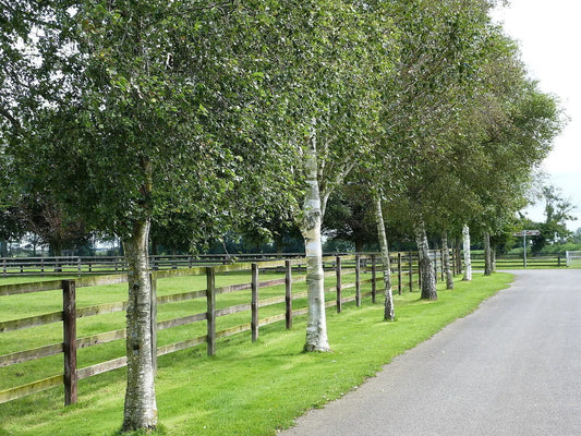 5 x Betula Pendula Silver Birch Trees 5-6ft Tall Bare Root
