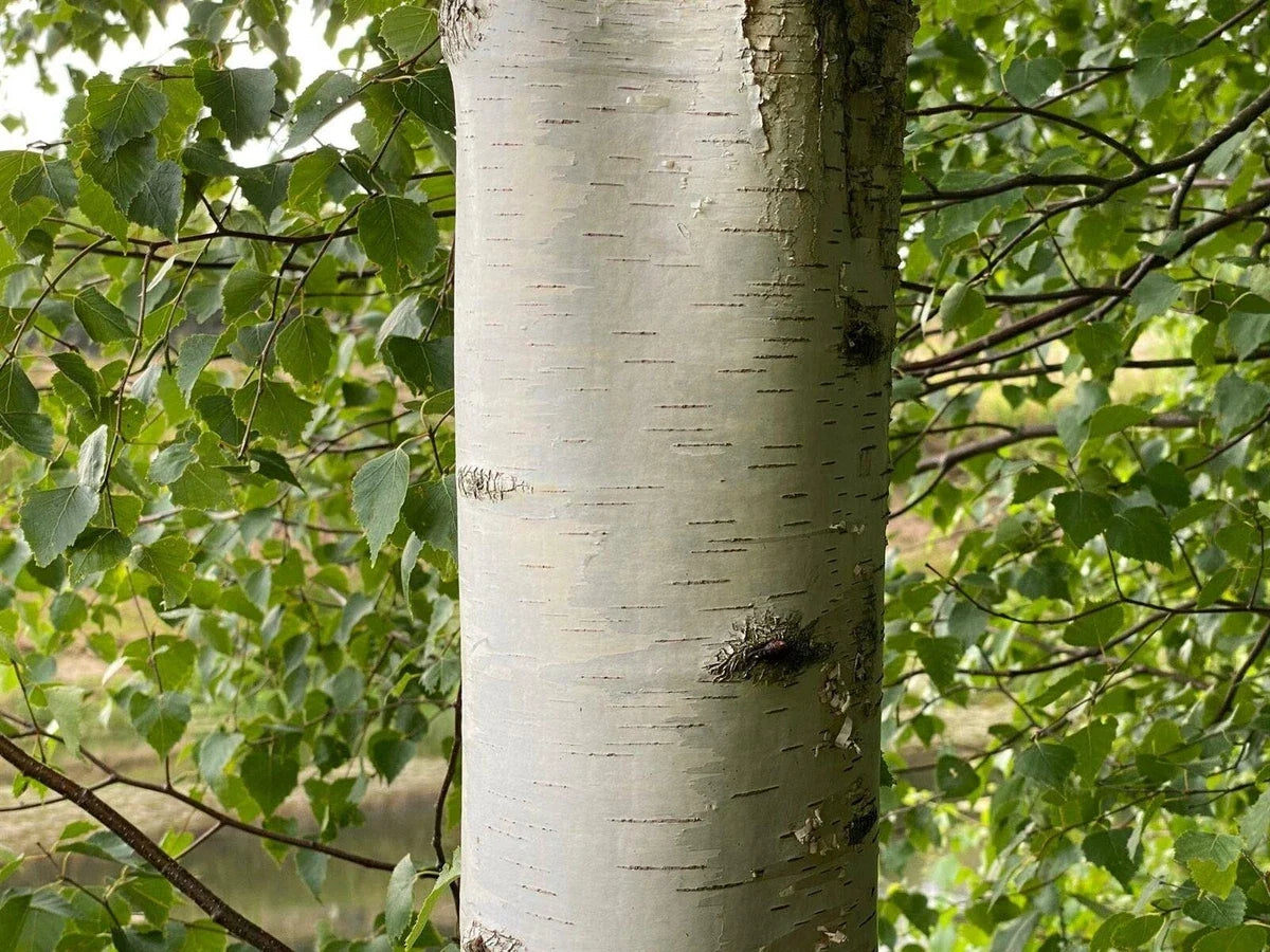 5 x Betula Pendula Silver Birch Trees 5-6ft Tall Bare Root