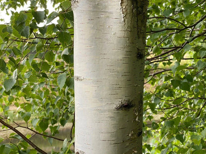 5 x Betula Pendula Silver Birch Trees 5-6ft Tall Bare Root