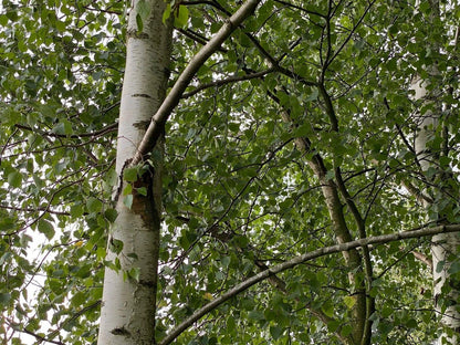 5 x Betula Pendula Silver Birch Trees 5-6ft Tall Bare Root