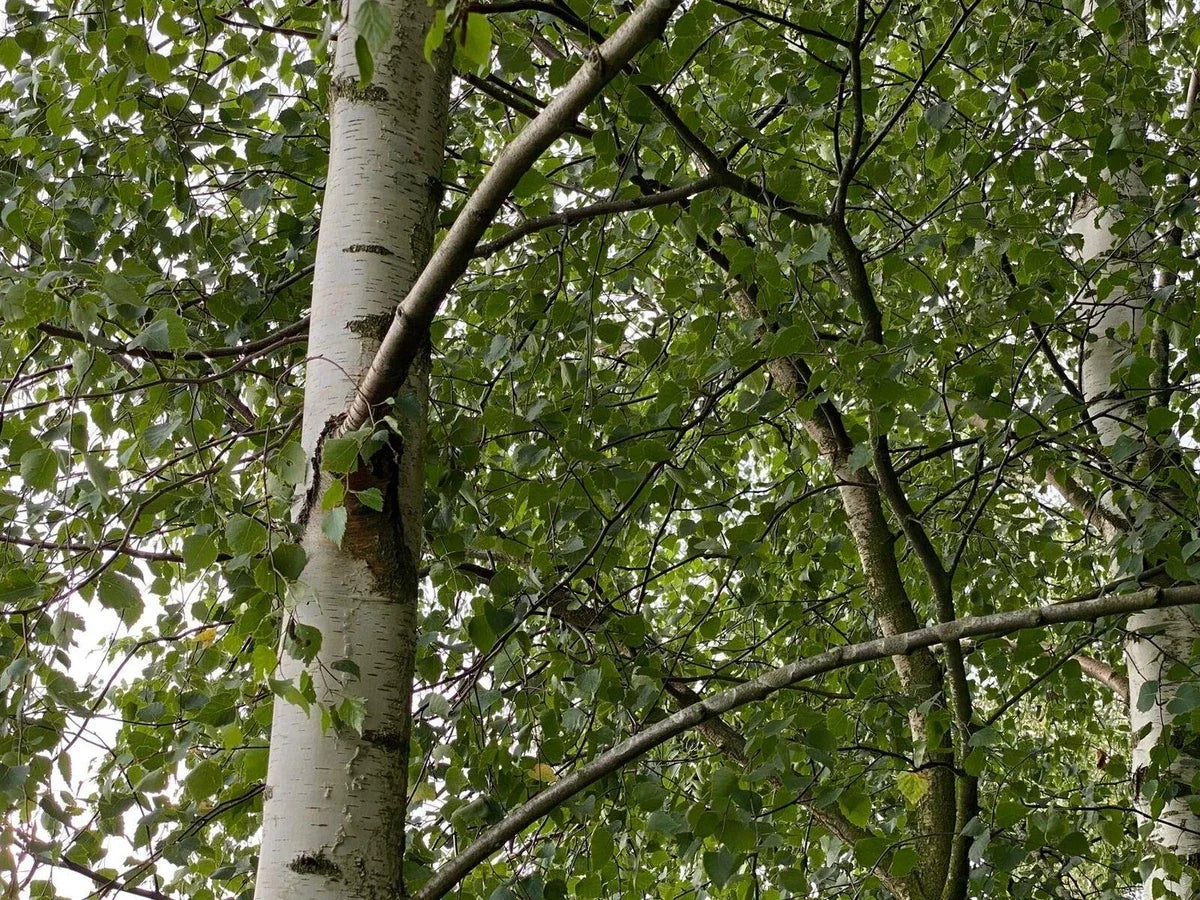 5 x Betula Pendula Silver Birch Trees 5-6ft Tall Bare Root