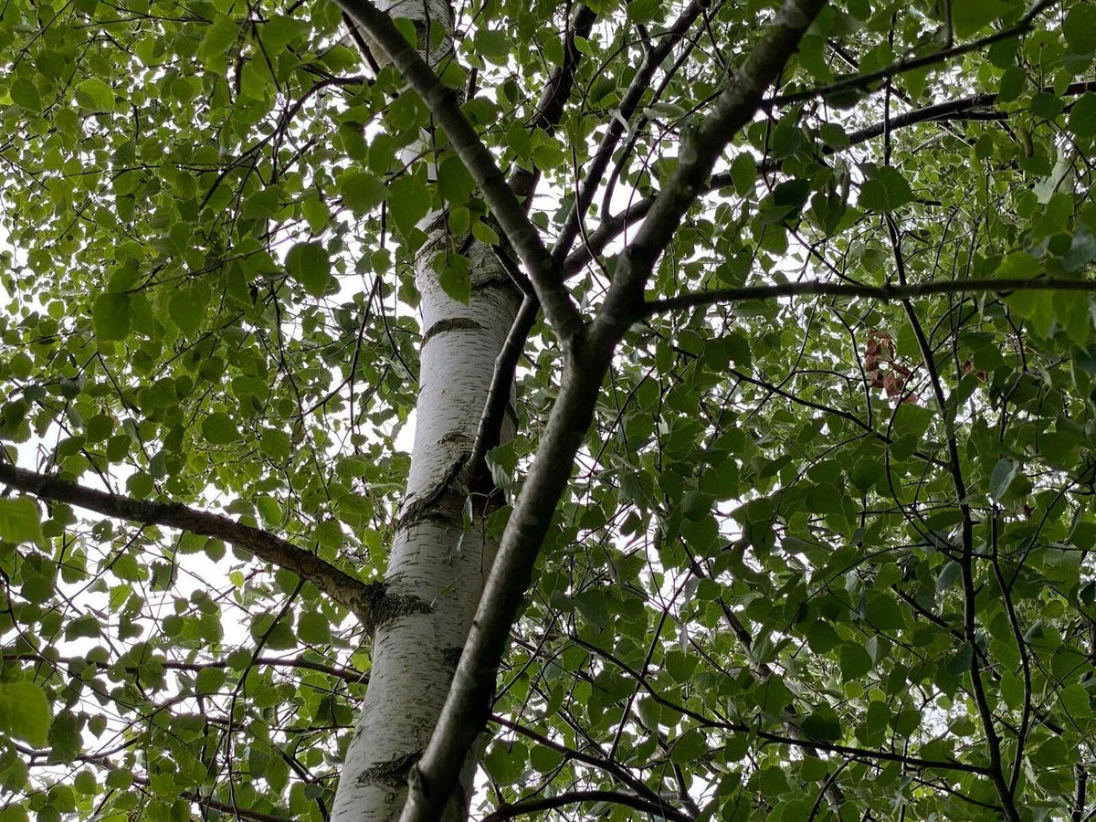 5 x Betula Pendula Silver Birch Trees 5-6ft Tall Bare Root