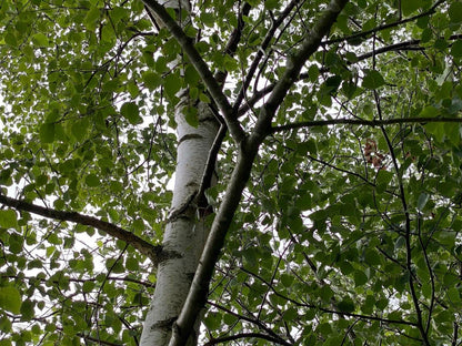 5 x Betula Pendula Silver Birch Trees 5-6ft Tall Bare Root