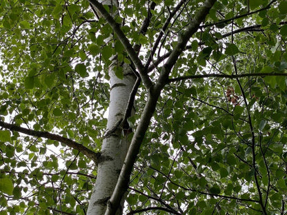 5 x Betula Pendula Silver Birch Trees 5-6ft Tall Bare Root