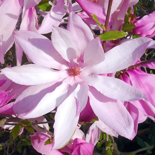 Pair Of Magnolia Betty Deciduous Hardy Garden Shrub Fuchsia Pink Flowers in 9cm Pot