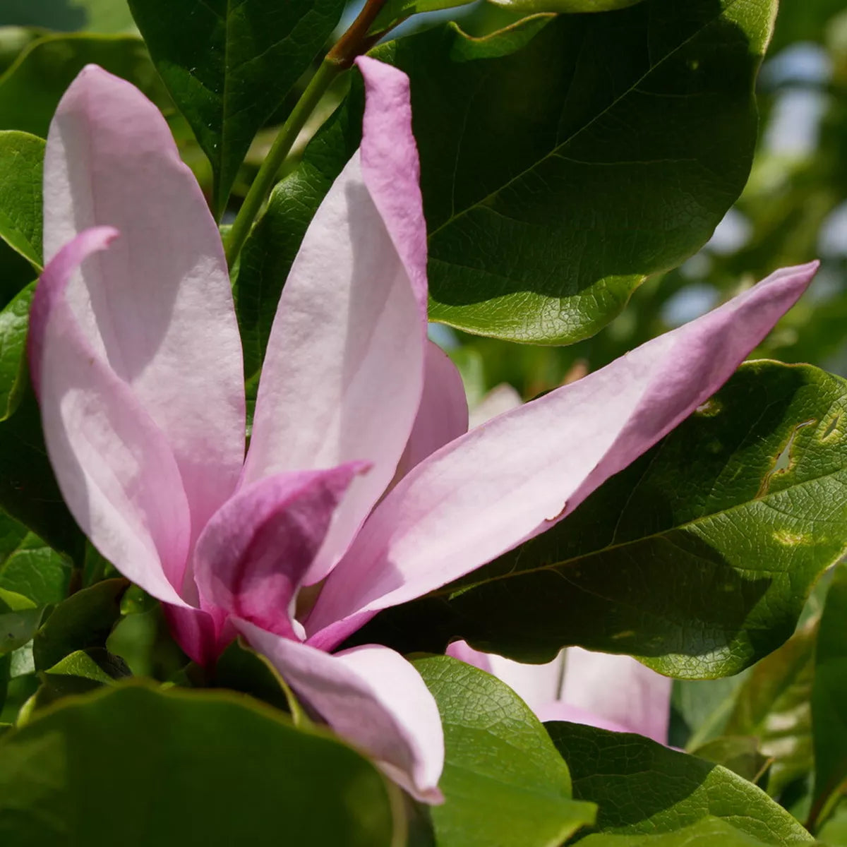 Pair Of Magnolia Betty Deciduous Hardy Garden Shrub Fuchsia Pink Flowers in 9cm Pot