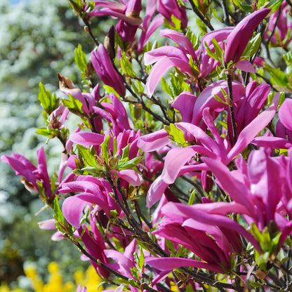 Pair Of Magnolia Betty Deciduous Hardy Garden Shrub Fuchsia Pink Flowers in 9cm Pot