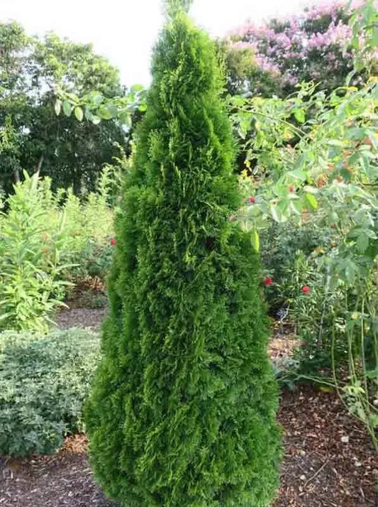 Thuja Smaragd Large Ornamental Conifer Plant Tree Supplied in a 4 Litre Pot